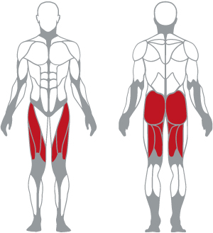 muscoli (2).jpg