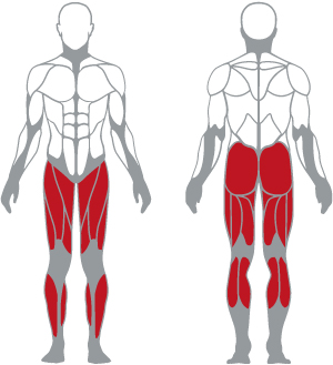 muscoli (1).jpg