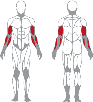 muscoli (3).jpg