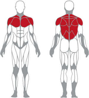 muscoli (4).jpg